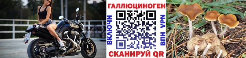 Псилоцибиновые грибы GOLDEN TEACHER  Купить закладки  Городовиковск 